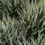 Calluna vulgaris GARDEN GIRLS 'White Angie' - Zomerheide / struikheide/ knopbloeiende heide