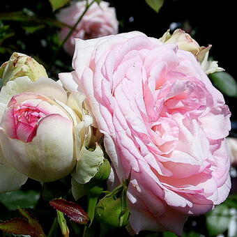 Rosa 'Pierre de Ronsard'