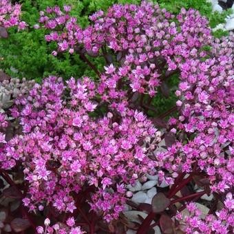 Sedum SUNSPARKLER 'Cherry Tart'