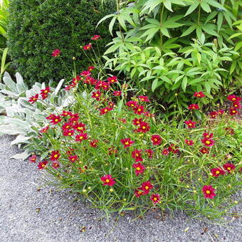 Coreopsis 'Mercury Rising'