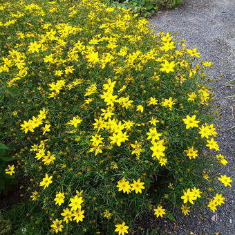 Coreopsis verticillata 'Zagreb'