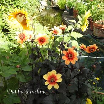 Dahlia 'Sunshine'