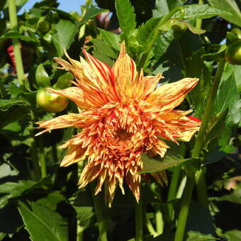 Dahlia 'Cheyenne Chieftain'