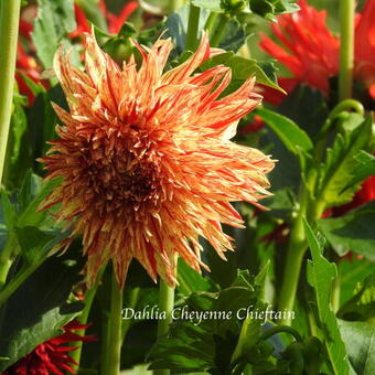 Dahlia 'Cheyenne Chieftain'