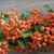 Pyracantha coccinea 'Red Column'