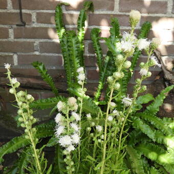 Liatris scariosa 'Alba'