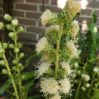 Lampepoetser - Liatris scariosa 'Alba'