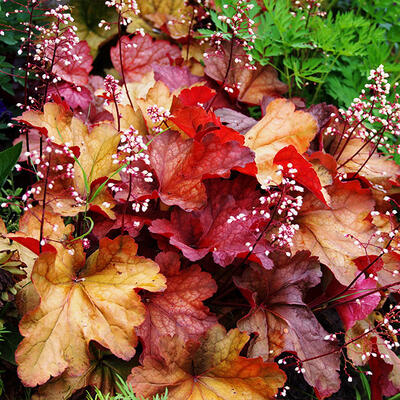 Purperklokje - Heuchera 'Paprika'