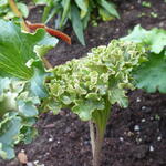 Farfugium japonicum 'Wavy Gravy' - Luipaardplant