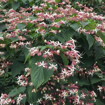 Clerodendrum trichotomum