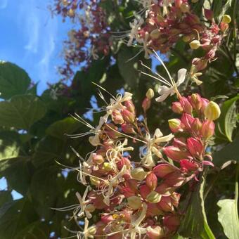 Clerodendrum trichotomum