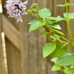 Mentha piperita x var citrata 'Lemon'  - Limoenmunt