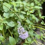 Mentha piperita x var citrata 'Lemon'  - Limoenmunt