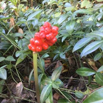 Arum italicum