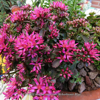 Sedum spurium 'Schorbuser Blut'