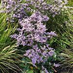 Limonium gmelinii 'Dazzle Rocks' - Lamsoor - Limonium gmelinii 'Dazzle Rocks'