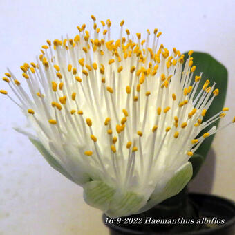 Haemanthus albiflos