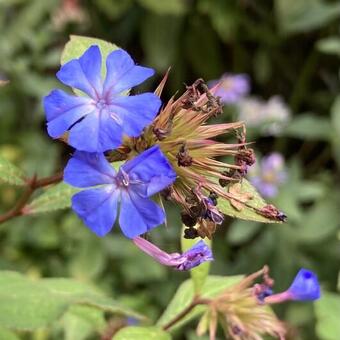 Ceratostigma willmottianum 'Forest Blue'