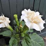 Datura metel 'Cream and Sugar' - Doornappel, Engelentrompet