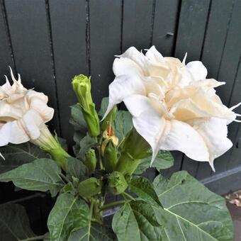 Datura metel 'Cream and Sugar'