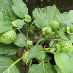 Datura metel 'Cream and Sugar' - Doornappel, Engelentrompet