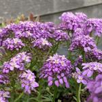 Iberis 'MERMAID Lavender' - Scheefkelk