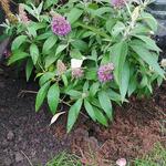 Buddleja davidii BUTTERFLY CANDY 'Little Lila' - Vlinderstruik