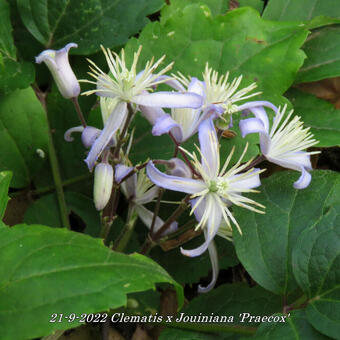 Clematis x  Jouiniana 'Praecox'