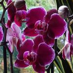 Phalaenopsis 'Anthura Montpellier' - Vlinderorchidee