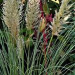 Cortaderia selloana 'Mini Silver Pampas ' - Dwergpampasgras