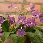 Streptocarpus 'Hotosigu' - Kaapse primula / spiraalvrucht / draaivrucht