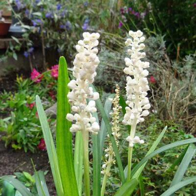 Leliegras - Liriope muscari 'Monroe White'