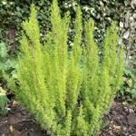 Erica arborea 'Albert's Gold' - Boomheide