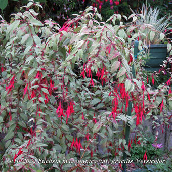 Fuchsia magellanica var. gracilis 'Versicolor'