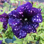 Petunia 'Night Sky' - Petunia