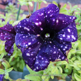 Petunia 'Night Sky'