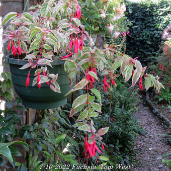 Fuchsia 'Tom West'