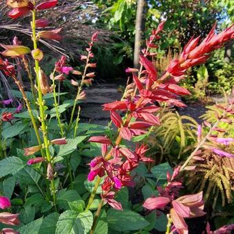 Salvia SALGOON  'Lake Garda'