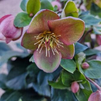 Helleborus HGC 'ICE N' ROSES Early Rose'