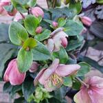 Helleborus HGC 'ICE N' ROSES Early Rose' - Kerstroos, nieskruid, Lenteroos