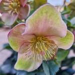 Helleborus HGC 'ICE N' ROSES Early Rose' - Kerstroos, nieskruid, Lenteroos