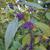 Callicarpa bodinieri 'Profusion'