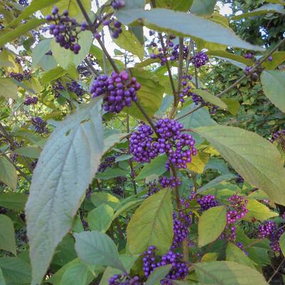 Schoonvrucht - Callicarpa bodinieri 'Profusion'