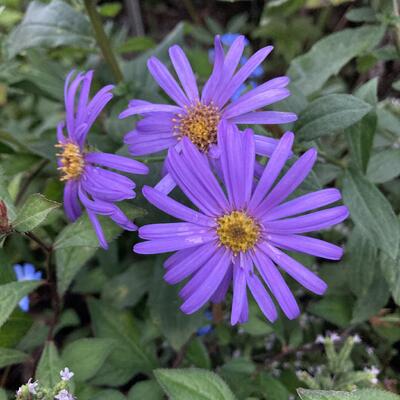 Aster - Aster x frikartii 'Jungfrau'