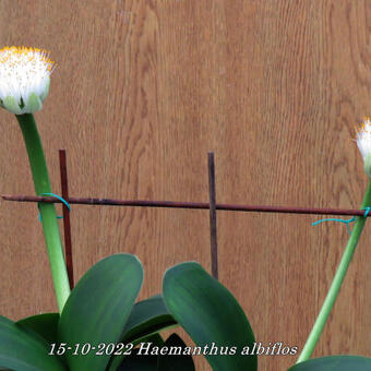 Haemanthus albiflos