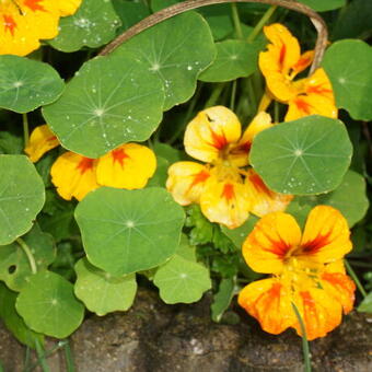 Tropaeolum majus nanum pendula 'Nova Zembla'