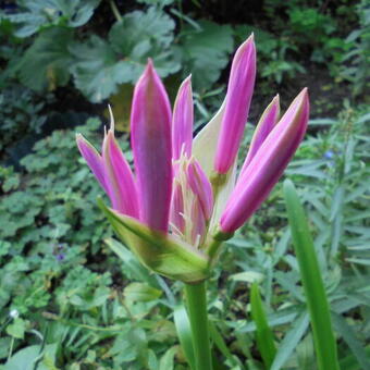 Nerine bowdenii