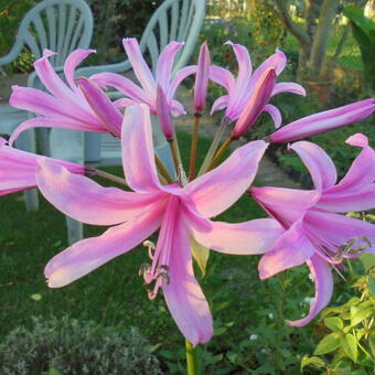 Nerine bowdenii