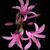 Nerine bowdenii