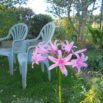 Nerine bowdenii